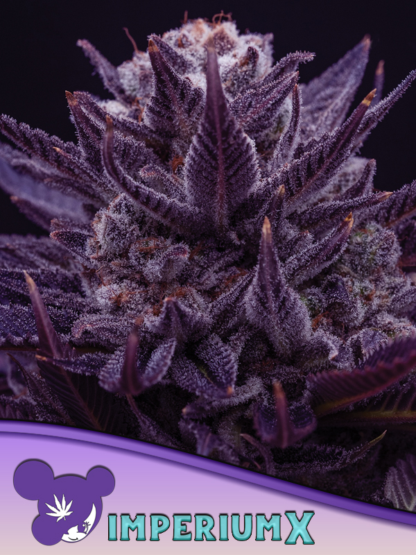 IMPERIUM X von Anesia Seeds