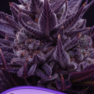 IMPERIUM X von Anesia Seeds