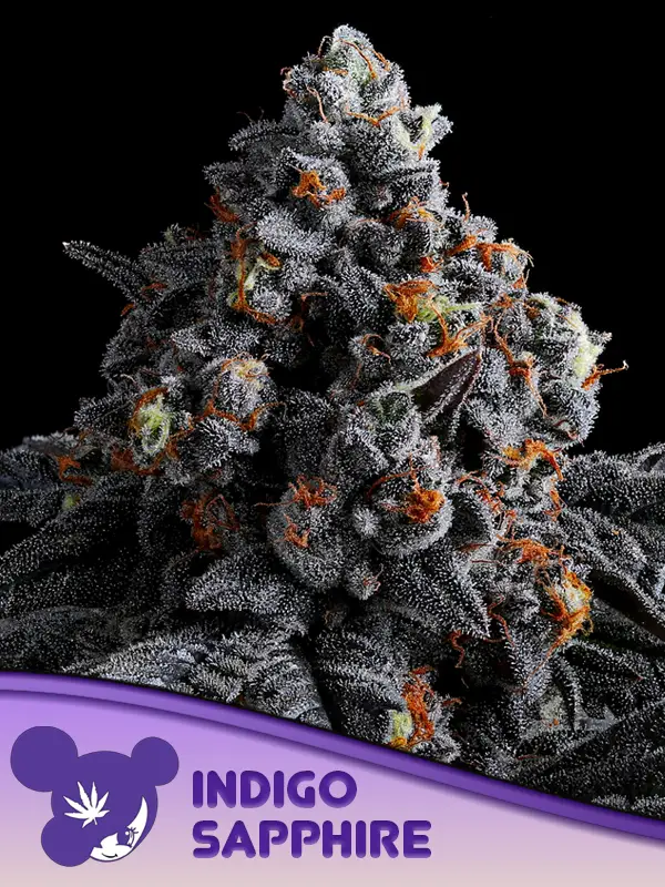 Indigo Sapphire von Anesia Seeds