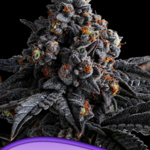 Indigo Sapphire von Anesia Seeds