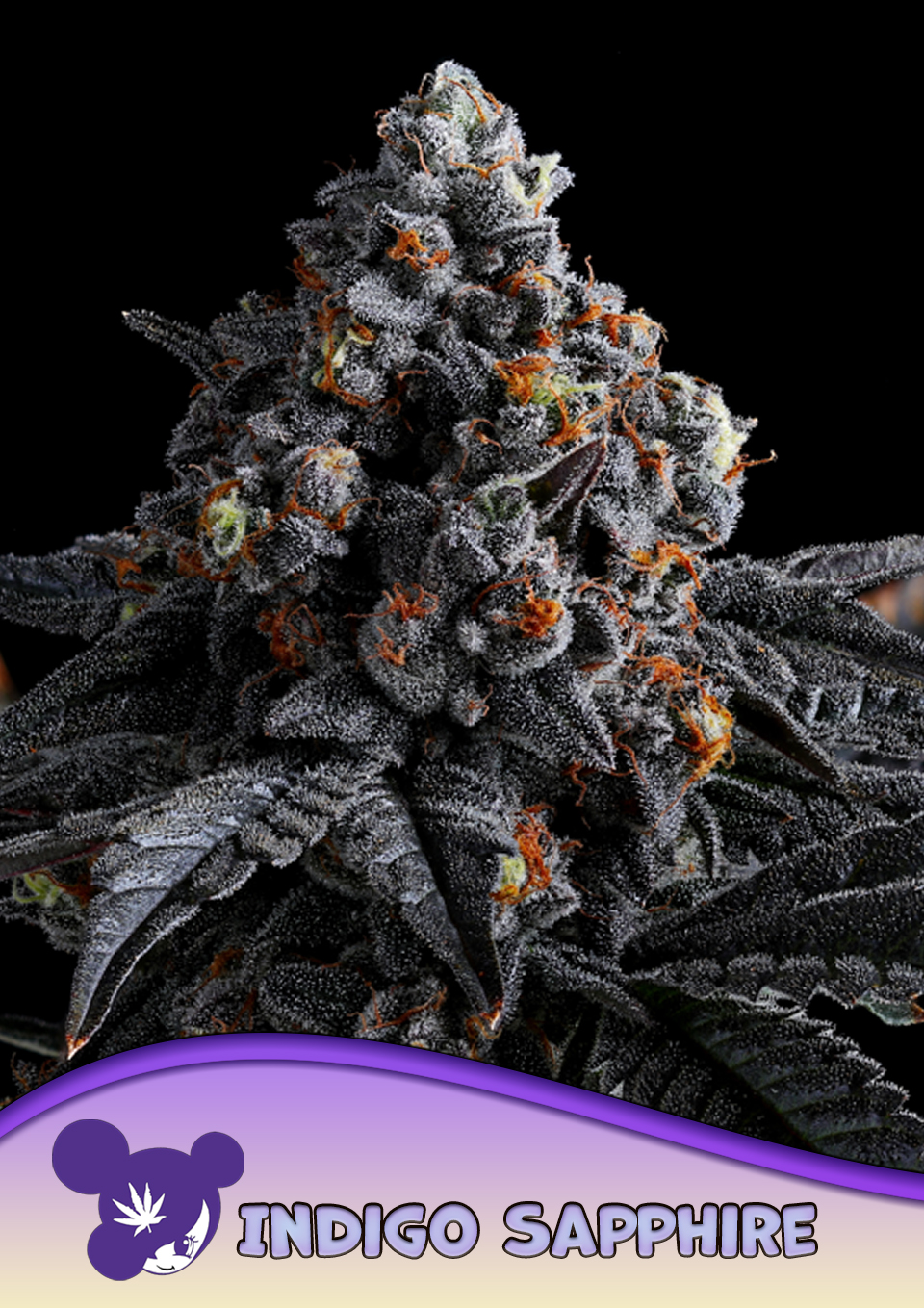 Indigo Sapphire von Anesia Seeds