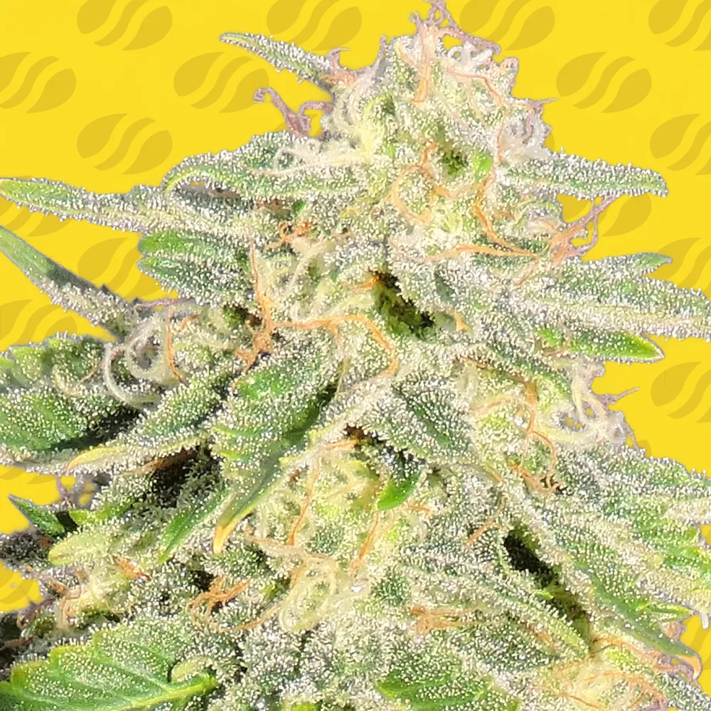 Jack Herer Auto Original Sensible Seeds