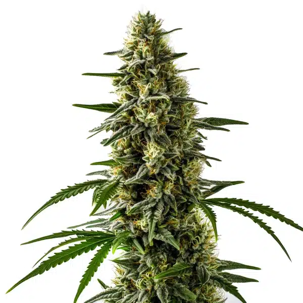 Guanabana Blimburn Seeds