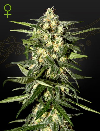 Jack Herer Auto von Green House Seed Co.