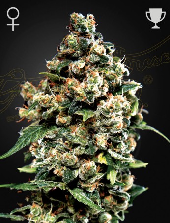 Jack Herer 10 St. Green House Seed Co.