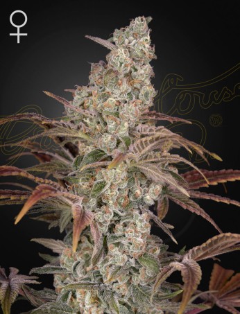 Jack's Dream von Green House Seed Co.