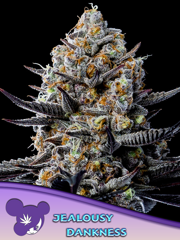 Jealousy Dankness von Anesia Seeds