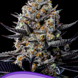 Jealousy Dankness von Anesia Seeds