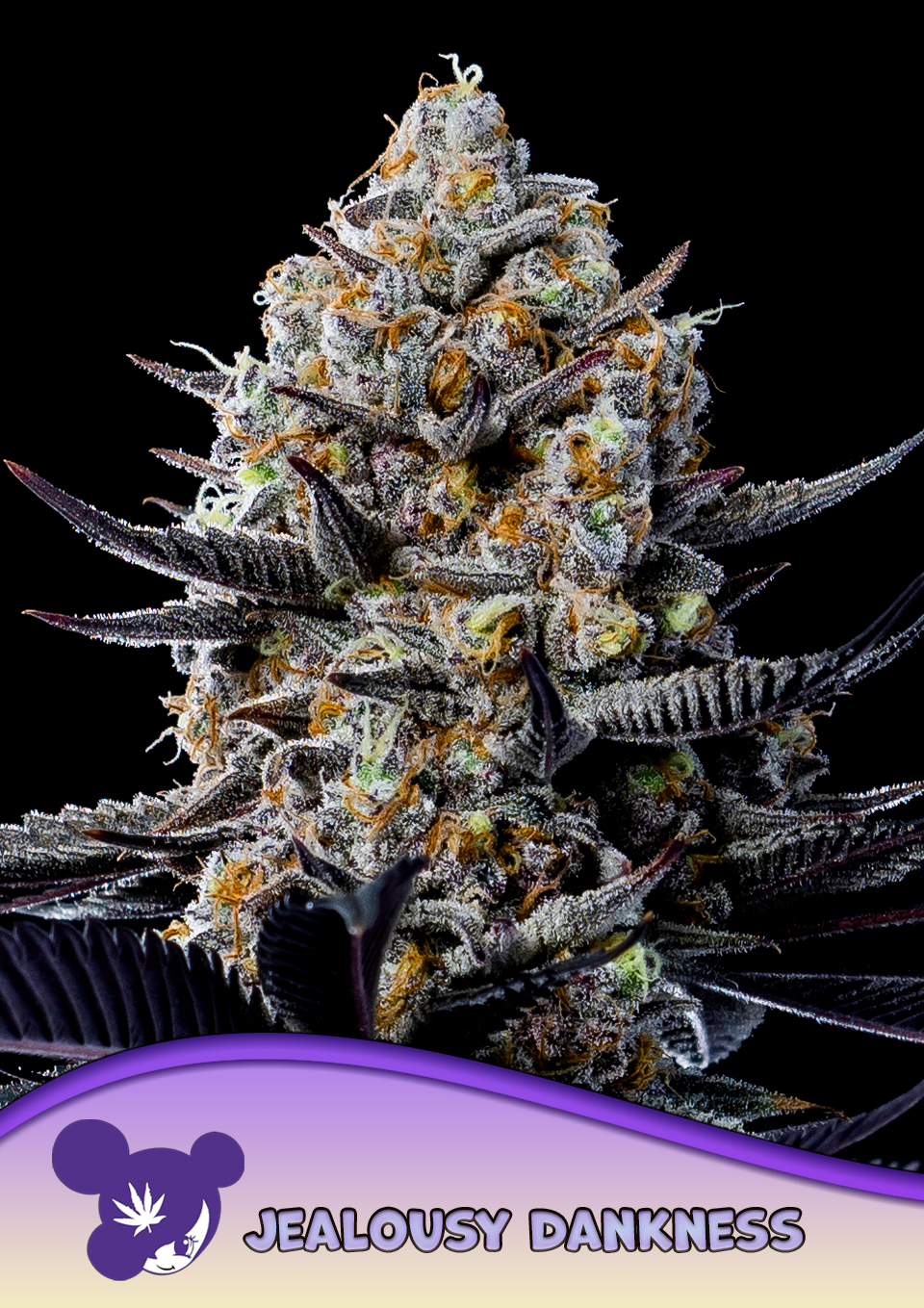 Jealousy Dankness von Anesia Seeds