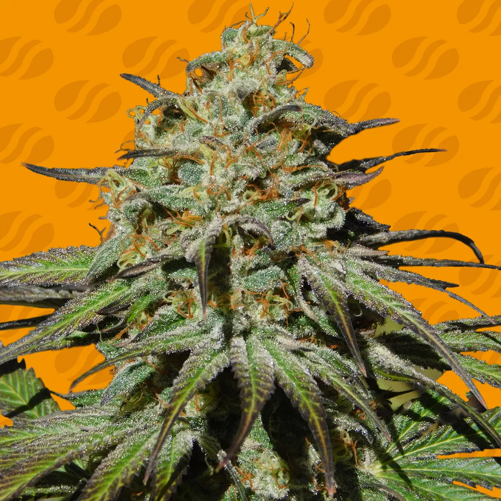 Jealousy Original Sensible Seeds