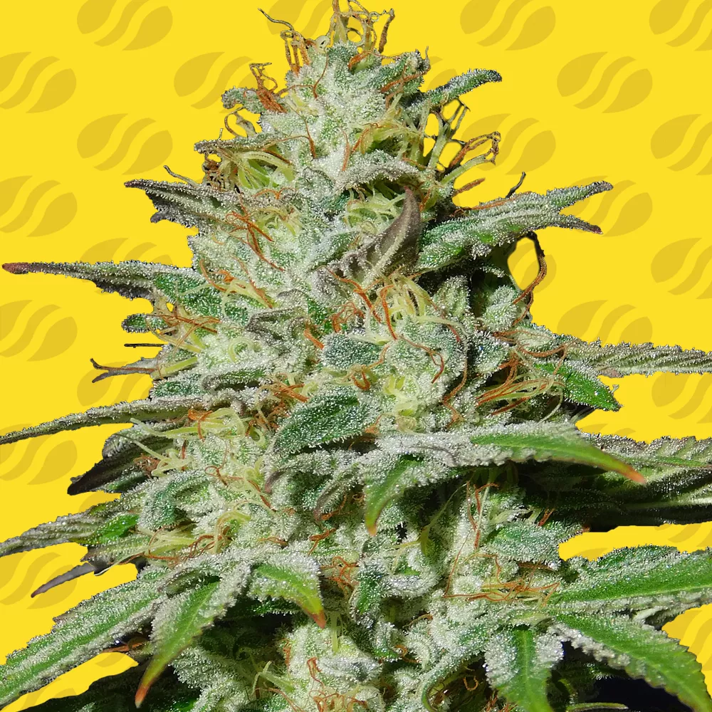 Jungle Lava Auto Original Sensible Seeds