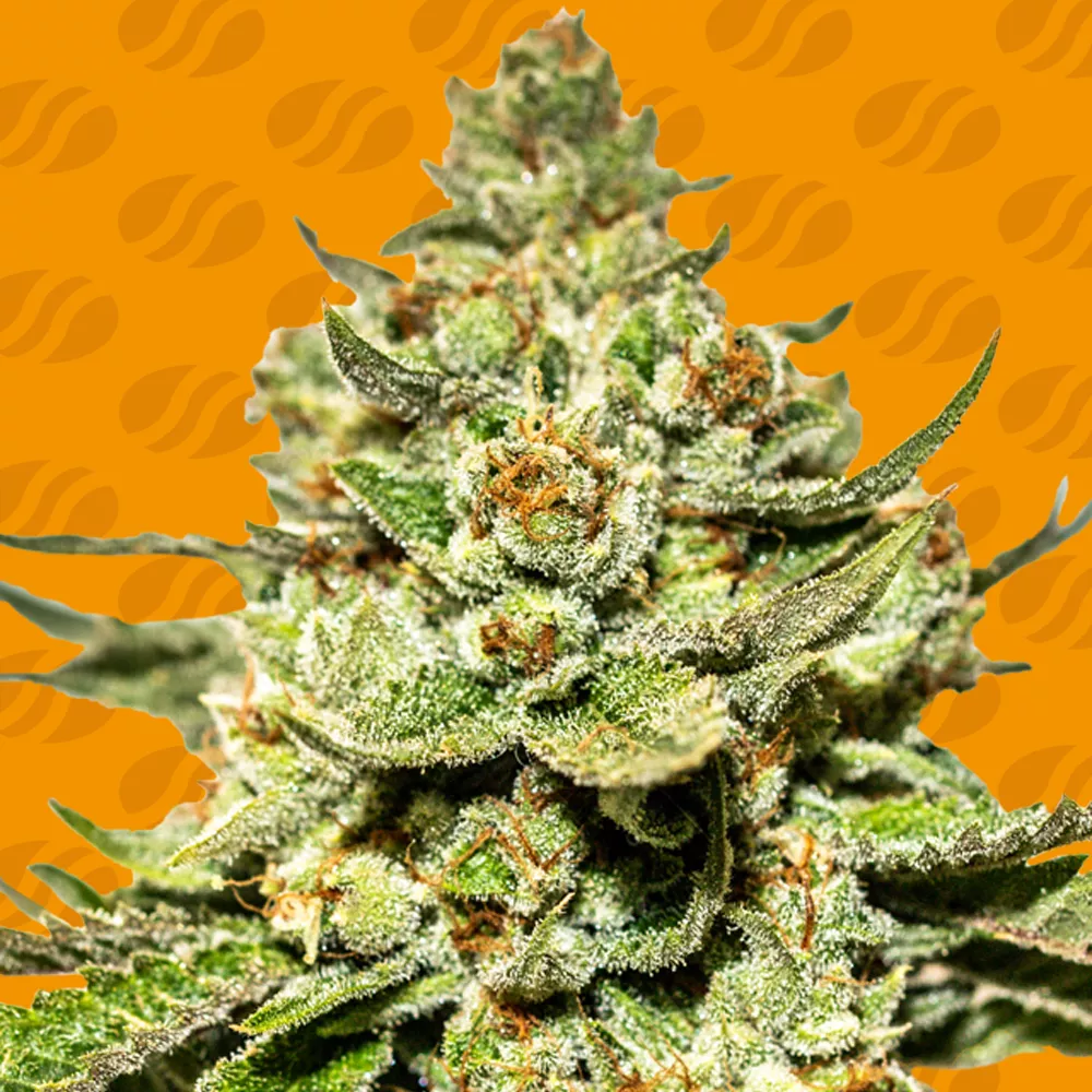 Jungle Lava Original Sensible Seeds