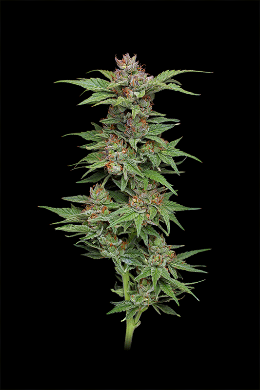 Pineapple Muffin von Humboldt Seed Company