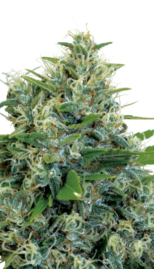 Kali Bubba Serious Seeds