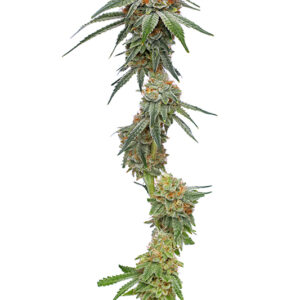 Pineapple Upside Down Cake von Humboldt Seed Company