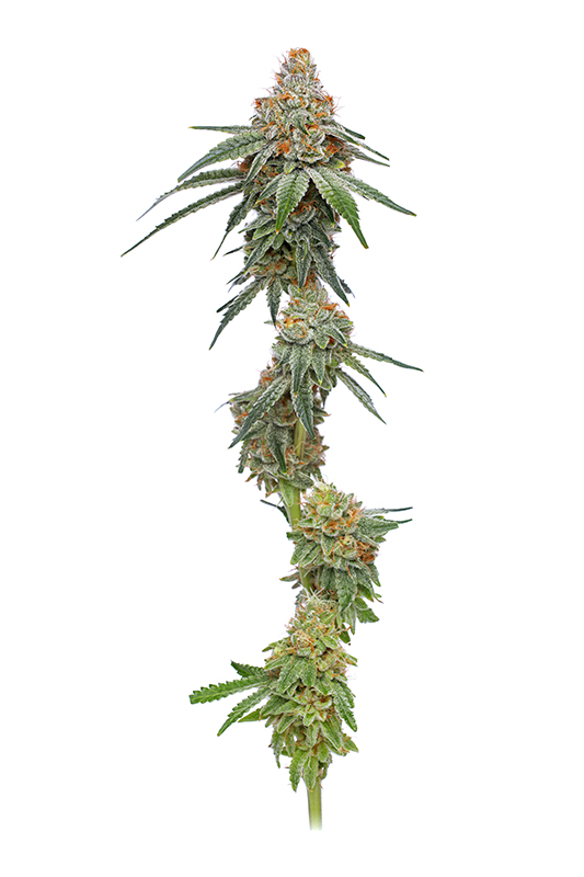 Pineapple Upside Down Cake von Humboldt Seed Company