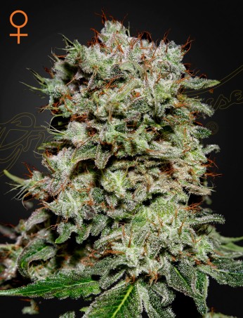 Kalashnikova von Green House Seed Co.