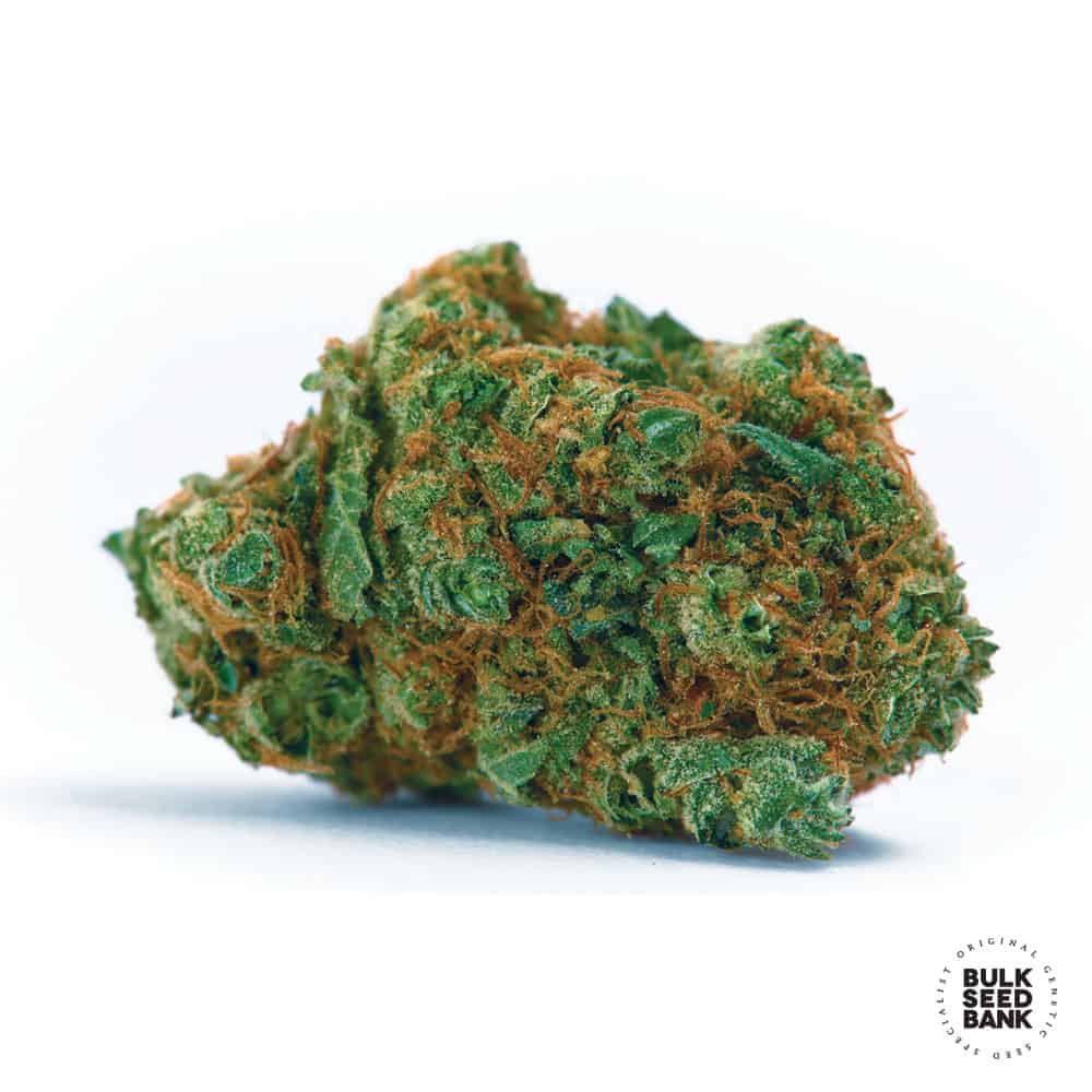 Kali’s Mistery Bulk Seed Bank