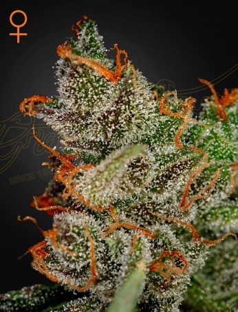 King's Kush von Green House Seed Co.