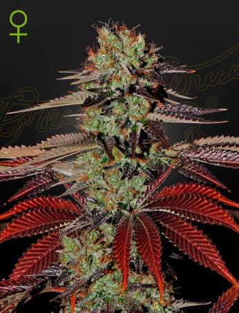 King's Kush Auto von Green House Seed Co.