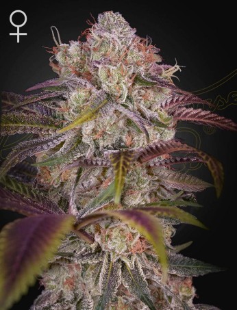 Gran Jefa von Green House Seed Co.