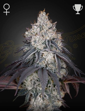 Lemon Orange von Green House Seed Co.