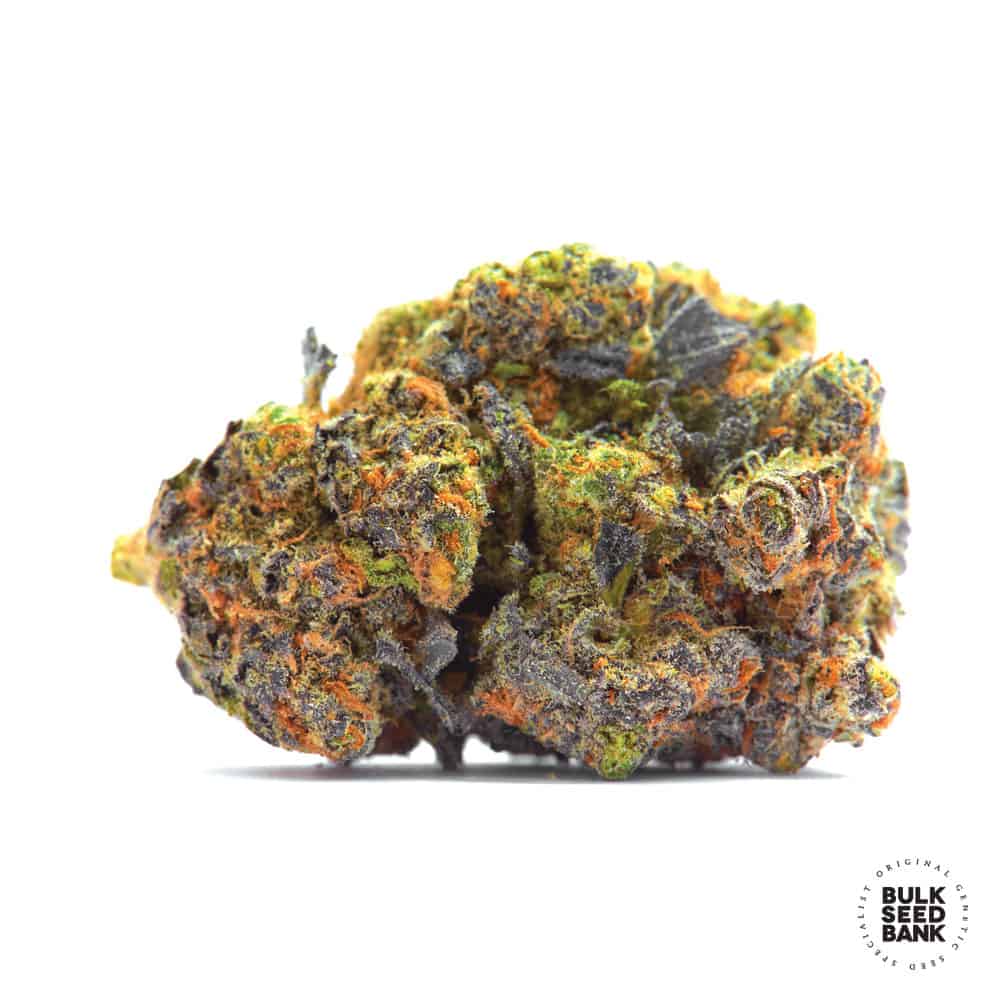 Lavender Best Bulk Seed Bank
