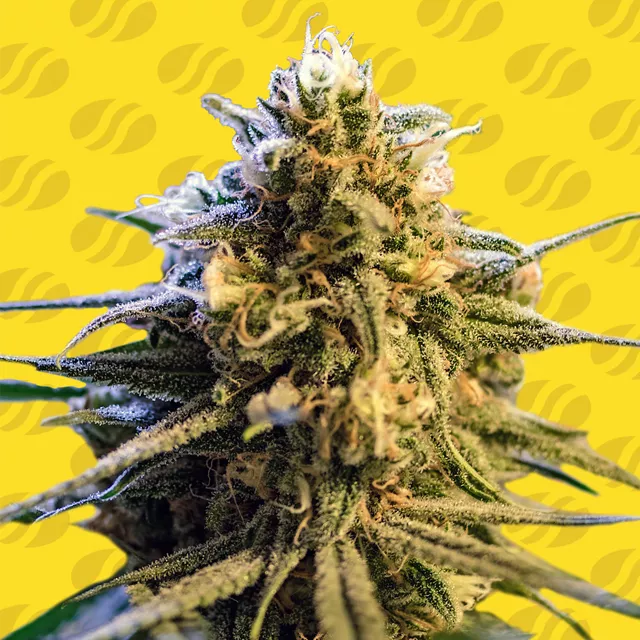 Lemon Oasis Auto Original Sensible Seeds