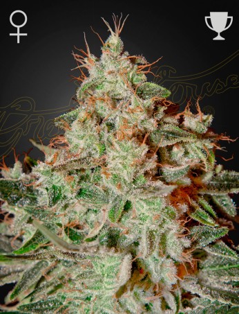 Lemon Skunk von Green House Seed Co.