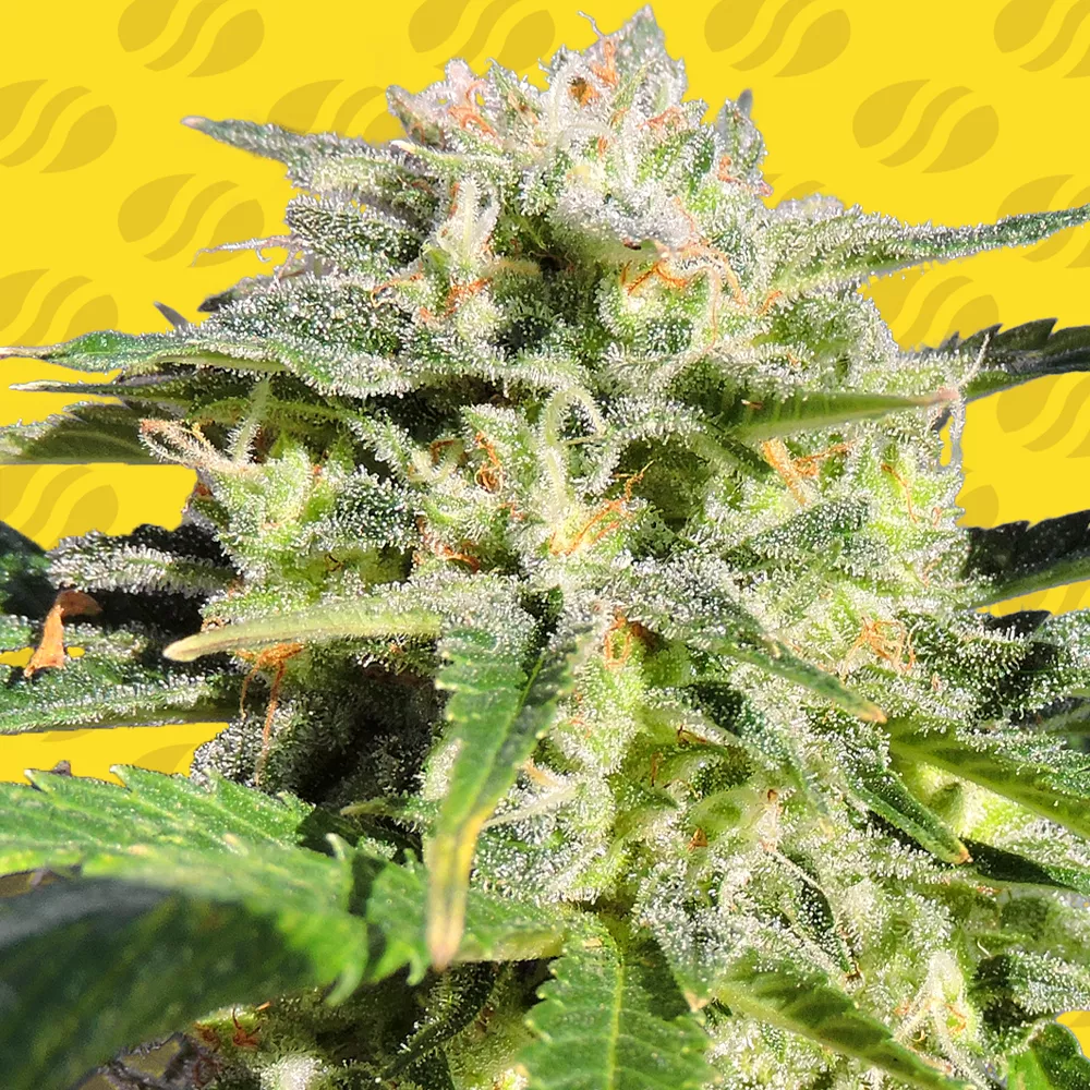 Lemonberry Haze Auto Original Sensible Seeds