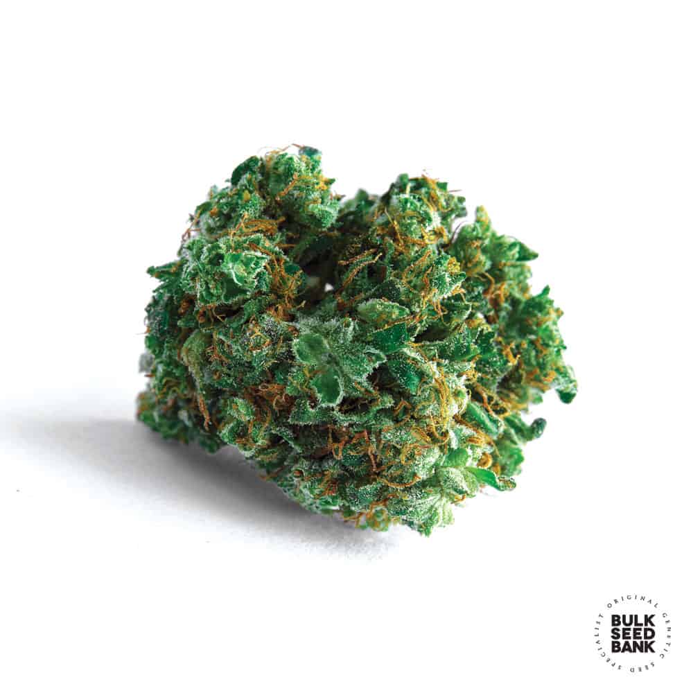 Lime Skunk Bulk Seed Bank