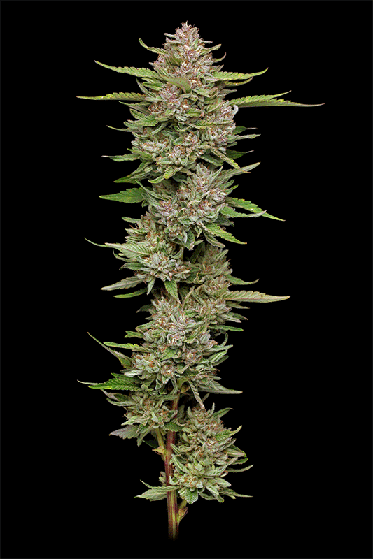 Hella Jelly von Humboldt Seed Company