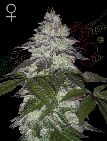 Milky Dreams 10 St. Green House Seed Co.