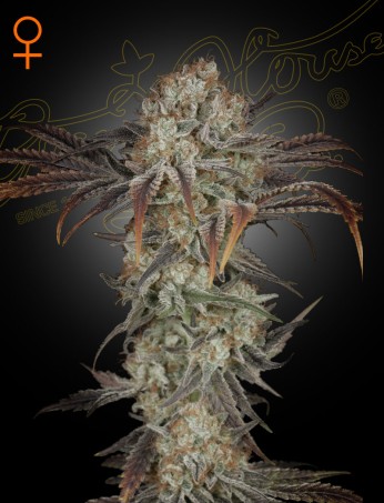 Money Maker von Green House Seed Co.