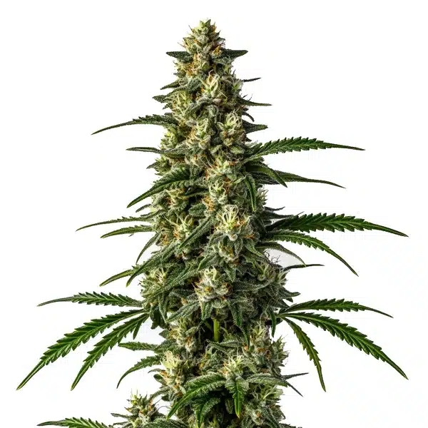 Gelato FBV Blimburn Seeds