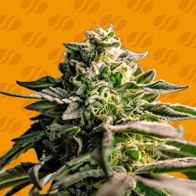 Mango Crack Original Sensible Seeds