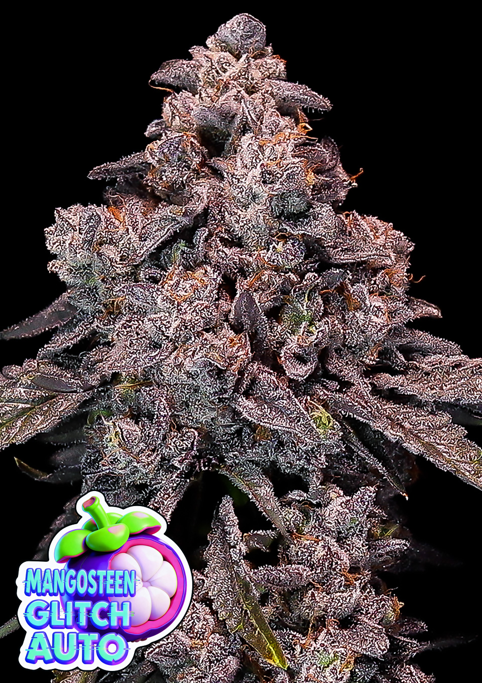Mangosteen Glitch Auto von Anesia Seeds