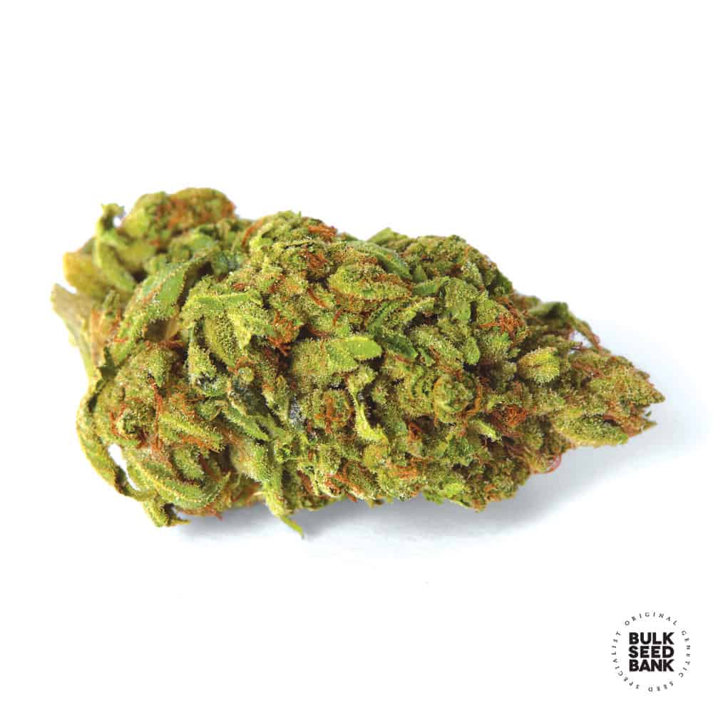 Marley’s Bud Bulk Seed Bank