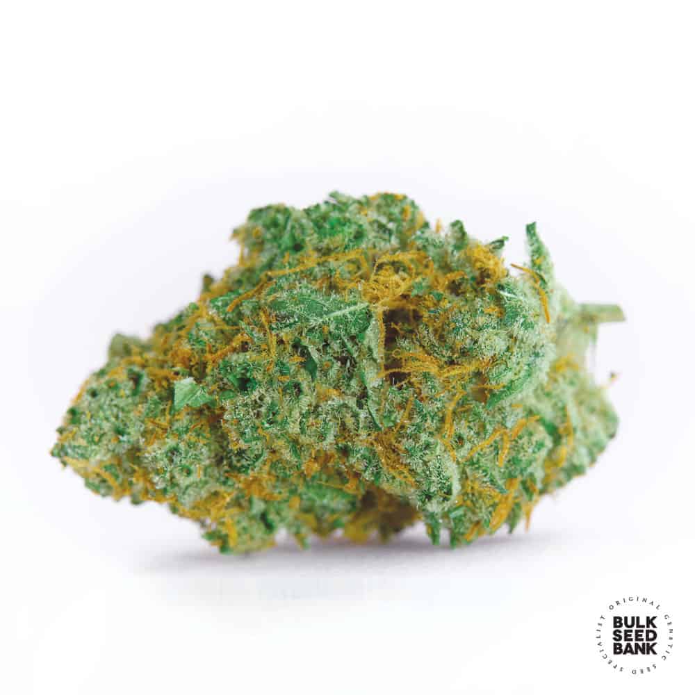 Master Kush Grand Bulk Seed Bank