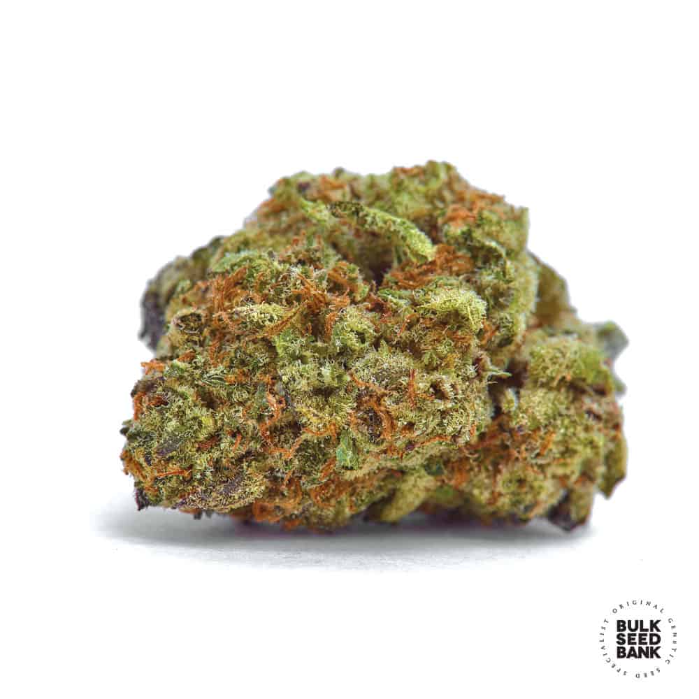 Mazar Extra Bulk Seed Bank