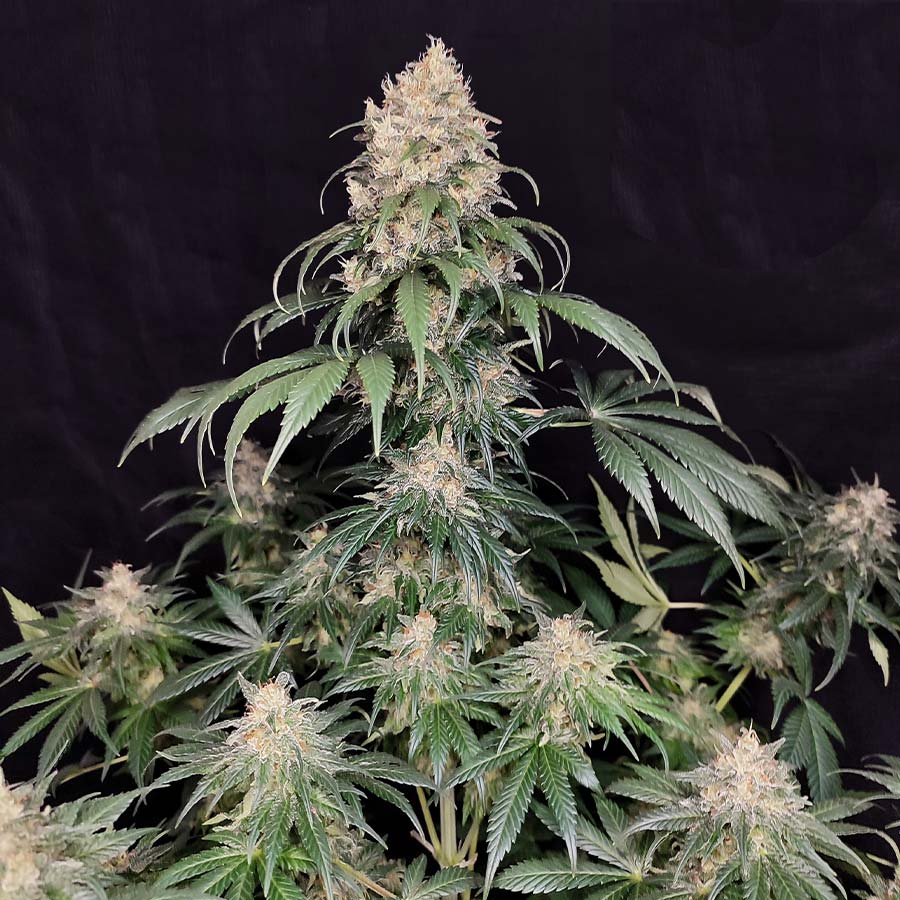 Medikit CBD Buddha Seeds