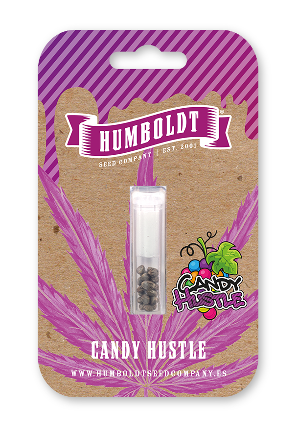 Candy Hustle von Humboldt Seed Company