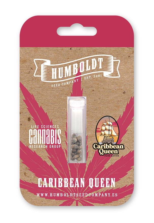 Caribbean Queen von Humboldt Seed Company