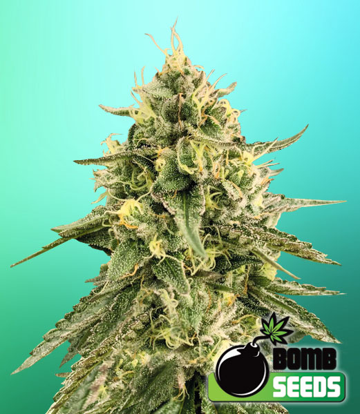 Monkey Bomb von Bomb Seeds