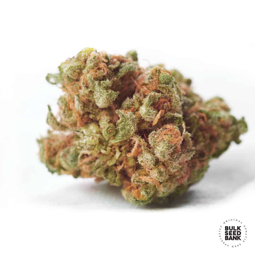 NBA Diesel Bulk Seed Bank