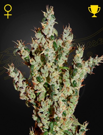 NL5 Haze Mist von Green House Seed Co.