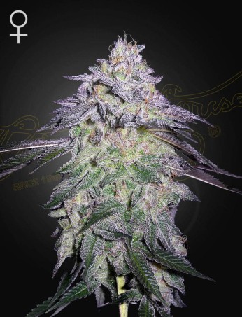 Nori Cake von Green House Seed Co.