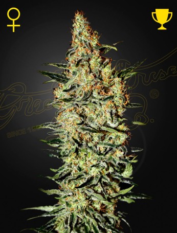 Neville's Haze von Green House Seed Co.