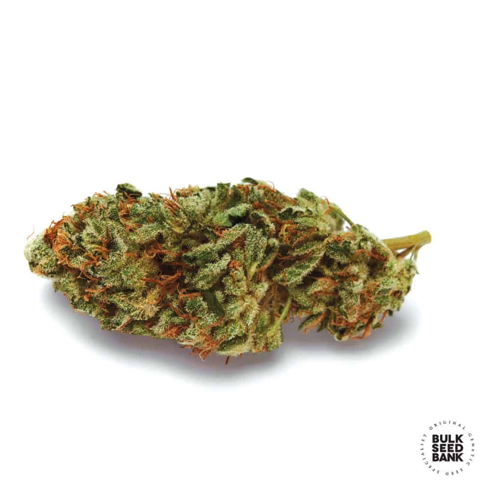 New’s Haze Bulk Seed Bank