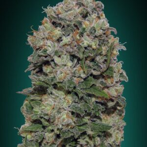 Northern Lights von 00 Seeds